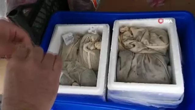 Sabiha Gökçen Havalimanı'nda yabancı uyruklu yolcunun valizinden 3 binden fazla sülük çıktı Sabiha Gökçen Havalimanı'nda yabancı uyruklu yolcunun valizinden 3 binden fazla sülük çıktı