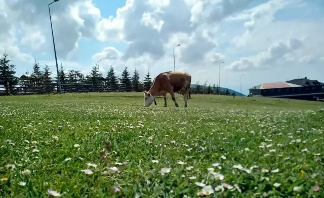 Samsun'da süt sığırcılığı geliştirilecek Samsun'da süt sığırcılığı geliştirilecek