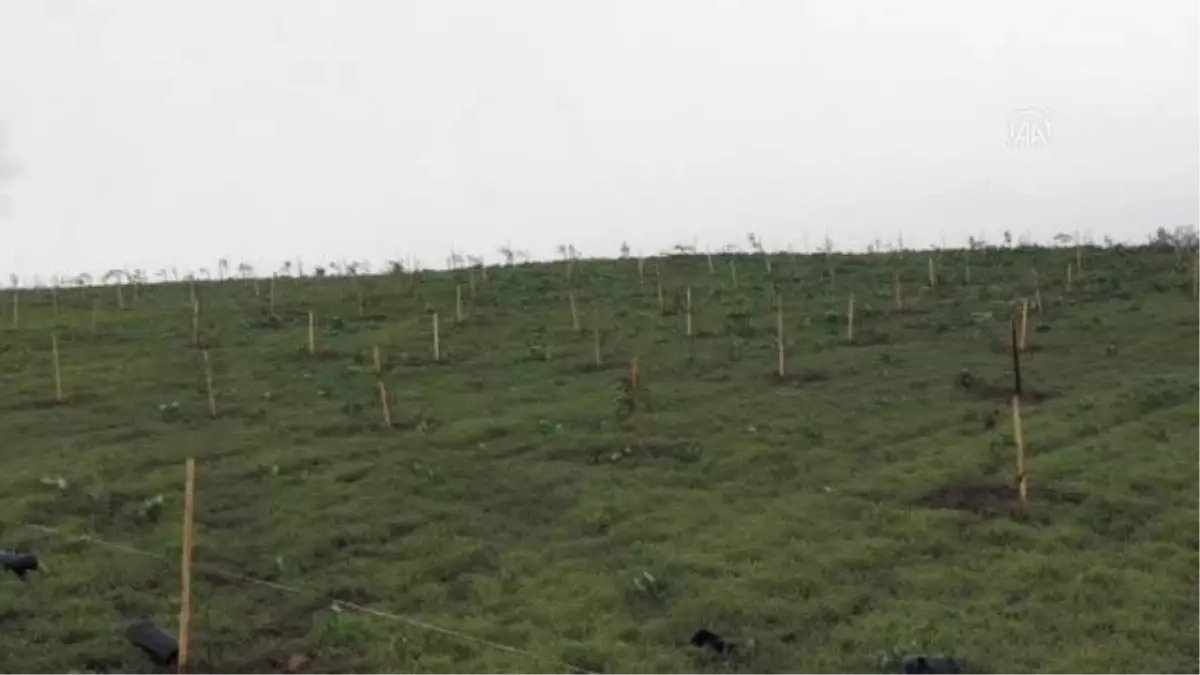 Saros Körfezi'nde 100 bin zeytin fidanı toprakla buluşturuldu