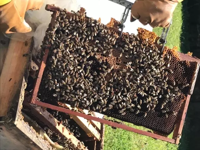 Tekirdağ'da arı kovanları bakımdan geçiyor Tekirdağ'da arı kovanları bakımdan geçiyor
