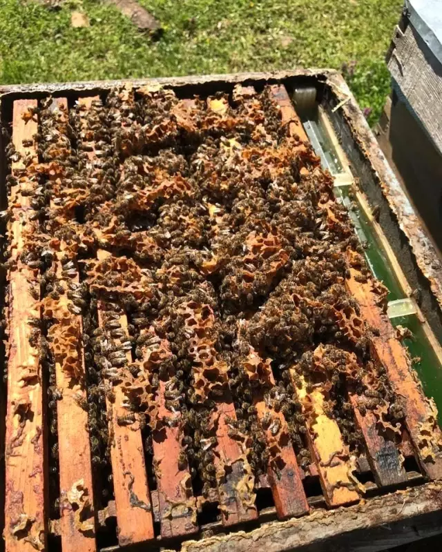 Tekirdağ'da arı kovanları bakımdan geçiyor Tekirdağ'da arı kovanları bakımdan geçiyor