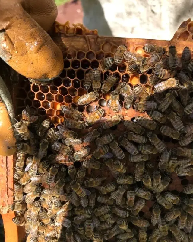 Tekirdağ'da arı kovanları bakımdan geçiyor Tekirdağ'da arı kovanları bakımdan geçiyor