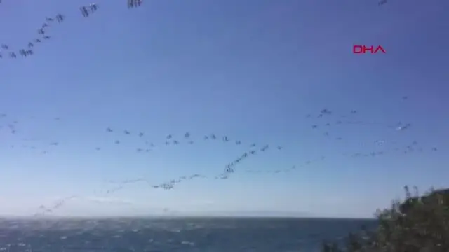 TEKİRDAĞ SEMALARINDAKİ PELİKANLARDAN GÖRSEL ŞÖLEN TEKİRDAĞ SEMALARINDAKİ PELİKANLARDAN GÖRSEL ŞÖLEN