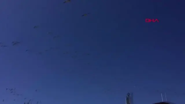 TEKİRDAĞ SEMALARINDAKİ PELİKANLARDAN GÖRSEL ŞÖLEN TEKİRDAĞ SEMALARINDAKİ PELİKANLARDAN GÖRSEL ŞÖLEN