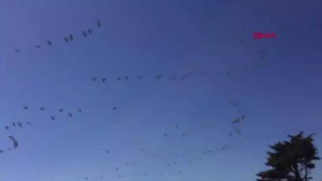 TEKİRDAĞ SEMALARINDAKİ PELİKANLARDAN GÖRSEL ŞÖLEN TEKİRDAĞ SEMALARINDAKİ PELİKANLARDAN GÖRSEL ŞÖLEN