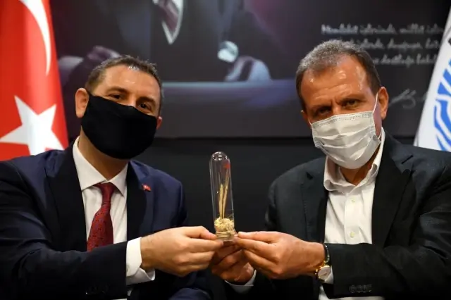 Üreticiye tohumluk nohut desteği Üreticiye tohumluk nohut desteği