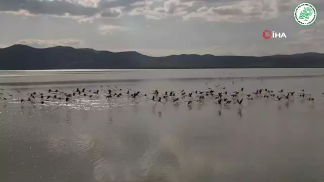 Son dakika haber: Yarışlı Gölü'nde flamingoların gökyüzü dansı Son dakika haber: Yarışlı Gölü'nde flamingoların gökyüzü dansı