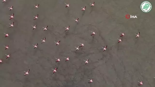 Son dakika haber: Yarışlı Gölü'nde flamingoların gökyüzü dansı Son dakika haber: Yarışlı Gölü'nde flamingoların gökyüzü dansı