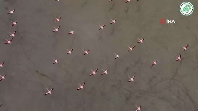 Son dakika haber: Yarışlı Gölü'nde flamingoların gökyüzü dansı Son dakika haber: Yarışlı Gölü'nde flamingoların gökyüzü dansı