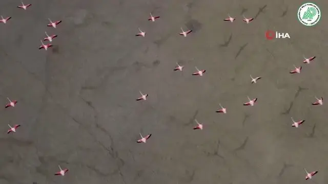 Son dakika haber: Yarışlı Gölü'nde flamingoların gökyüzü dansı Son dakika haber: Yarışlı Gölü'nde flamingoların gökyüzü dansı