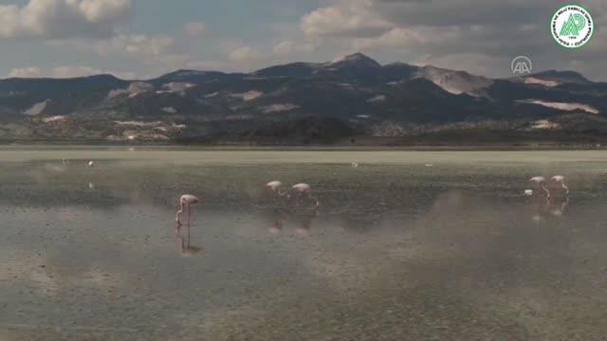 Yarışlı Gölü'ndeki flamingolar drone ile görüntülendi