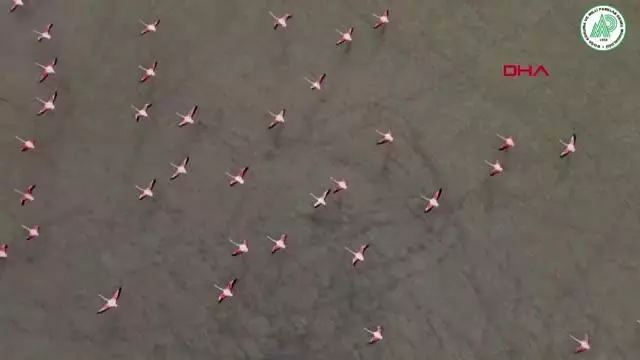 Yarışlı'nın flamingoları havadan görüntülendi Yarışlı'nın flamingoları havadan görüntülendi