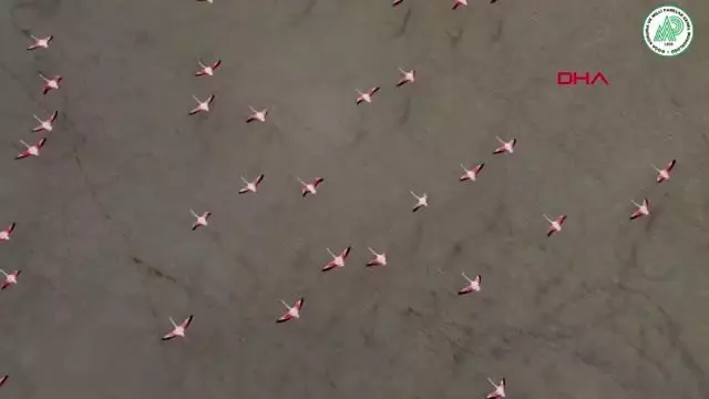 Yarışlı'nın flamingoları havadan görüntülendi Yarışlı'nın flamingoları havadan görüntülendi