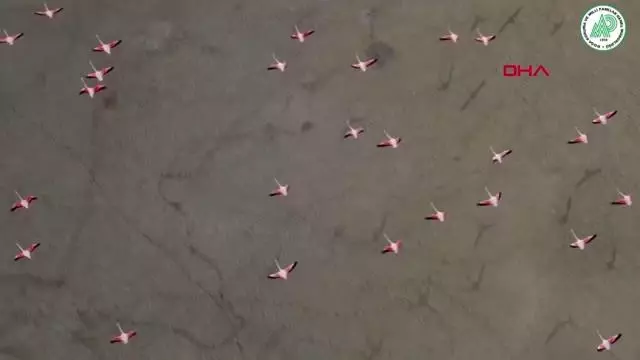 Yarışlı'nın flamingoları havadan görüntülendi Yarışlı'nın flamingoları havadan görüntülendi
