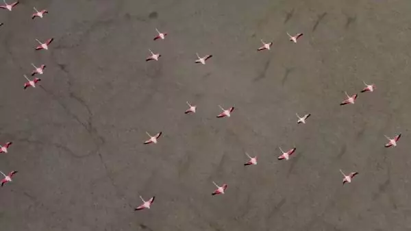 Yarışlı'nın flamingoları havadan görüntülendi Yarışlı'nın flamingoları havadan görüntülendi