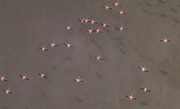 Yarışlı'nın flamingoları havadan görüntülendi Yarışlı'nın flamingoları havadan görüntülendi
