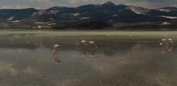Yarışlı'nın flamingoları havadan görüntülendi Yarışlı'nın flamingoları havadan görüntülendi