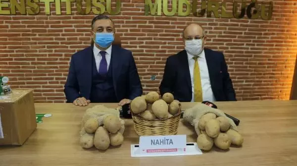 Yerli ve milli patates Avrupa yolunda Yerli ve milli patates Avrupa yolunda