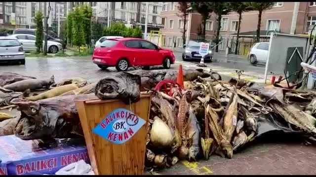 Yıkımı yapılan deniz canlıları müzesindeki mumyalanmış balıklar açık alanda kaldı Yıkımı yapılan deniz canlıları müzesindeki mumyalanmış balıklar açık alanda kaldı