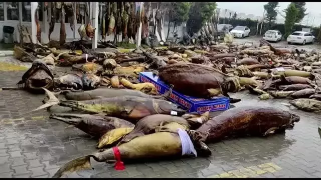Yıkımı yapılan deniz canlıları müzesindeki mumyalanmış balıklar açık alanda kaldı Yıkımı yapılan deniz canlıları müzesindeki mumyalanmış balıklar açık alanda kaldı
