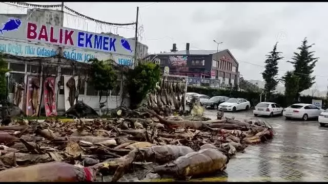Yıkımı yapılan deniz canlıları müzesindeki mumyalanmış balıklar açık alanda kaldı Yıkımı yapılan deniz canlıları müzesindeki mumyalanmış balıklar açık alanda kaldı