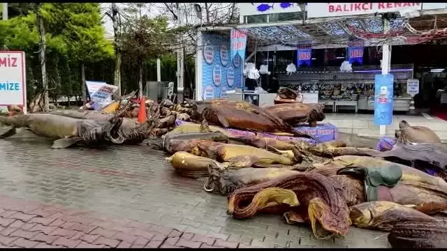 Yıkımı yapılan deniz canlıları müzesindeki mumyalanmış balıklar açık alanda kaldı Yıkımı yapılan deniz canlıları müzesindeki mumyalanmış balıklar açık alanda kaldı
