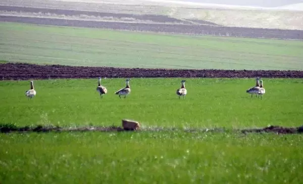Nesli tükenmekte olan toy kuşu sürüsü görüntülendi Nesli tükenmekte olan toy kuşu sürüsü görüntülendi