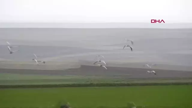 YOZGAT'TA TOY KUŞU SÜRÜSÜ GÖRÜNTÜLENDİ YOZGAT'TA TOY KUŞU SÜRÜSÜ GÖRÜNTÜLENDİ