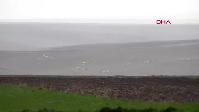 YOZGAT'TA TOY KUŞU SÜRÜSÜ GÖRÜNTÜLENDİ YOZGAT'TA TOY KUŞU SÜRÜSÜ GÖRÜNTÜLENDİ