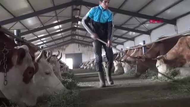Ağrı'da suni tohumlama yaygınlaştırma projesi başladı Ağrı'da suni tohumlama yaygınlaştırma projesi başladı