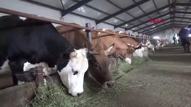 Ağrı'da suni tohumlama yaygınlaştırma projesi başladı Ağrı'da suni tohumlama yaygınlaştırma projesi başladı