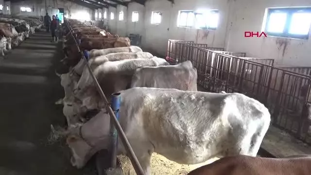 Ağrı'da suni tohumlama yaygınlaştırma projesi başladı Ağrı'da suni tohumlama yaygınlaştırma projesi başladı
