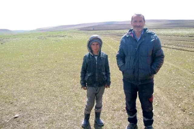Ağrı'da yaylalar koyun sürüleriyle renklendi Ağrı'da yaylalar koyun sürüleriyle renklendi