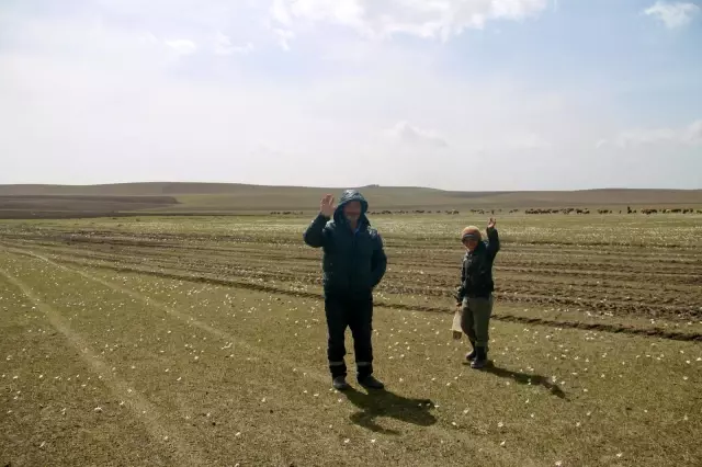 Ağrı'da yaylalar koyun sürüleriyle renklendi Ağrı'da yaylalar koyun sürüleriyle renklendi