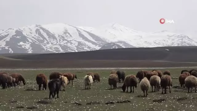 Ağrı'da yaylalar koyun sürüleriyle renklendi Ağrı'da yaylalar koyun sürüleriyle renklendi
