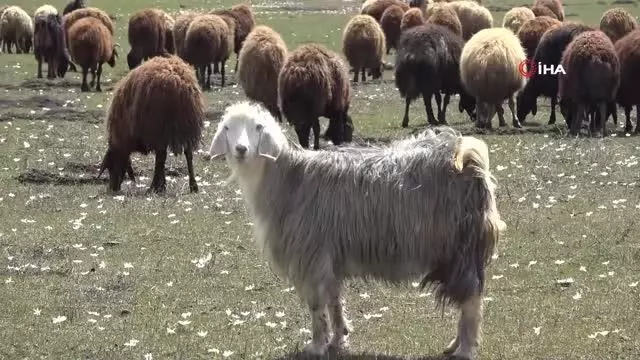 Ağrı'da yaylalar koyun sürüleriyle renklendi Ağrı'da yaylalar koyun sürüleriyle renklendi