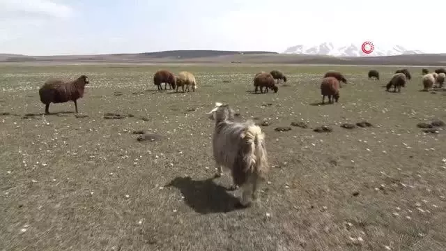 Ağrı'da yaylalar koyun sürüleriyle renklendi Ağrı'da yaylalar koyun sürüleriyle renklendi