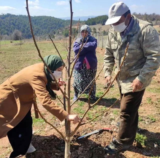 Hisarcık'ta çiftçilere budama eğitimi Hisarcık'ta çiftçilere budama eğitimi