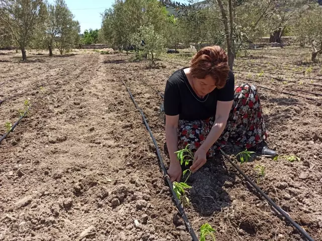 Karaburun Da Imkan Yoktu Yaratildi Kadin Eli Degince Yildizi Parladi Haberler Haberler Com