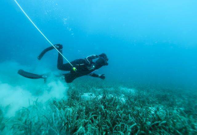 Su altı işçilerinin Uzak Doğu sofraları için deniz patlıcanı mesaisi devam ediyor