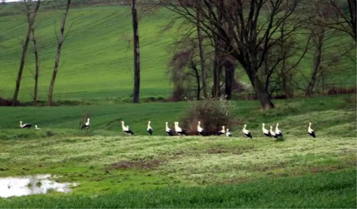Tekirdağ'a göç eden leylekler, soğuktan etkilendi