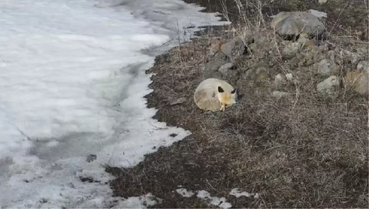 Tilkilerin dünyasına kuşbakışı (2)- Yeniden