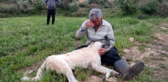 Emekli polis olduğunu söyleyen kişi, çobanın köpeğini gözleri önünde öldürdü