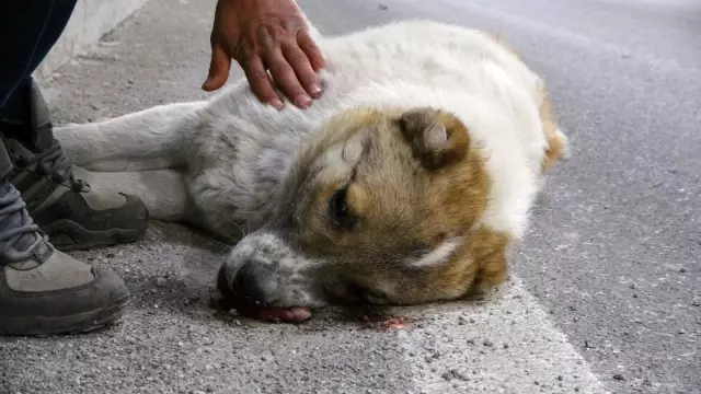 Yaralanan köpeğinin başından bir an olsun ayrılmadı