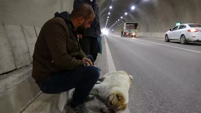 Yaralanan köpeğinin başından bir an olsun ayrılmadı