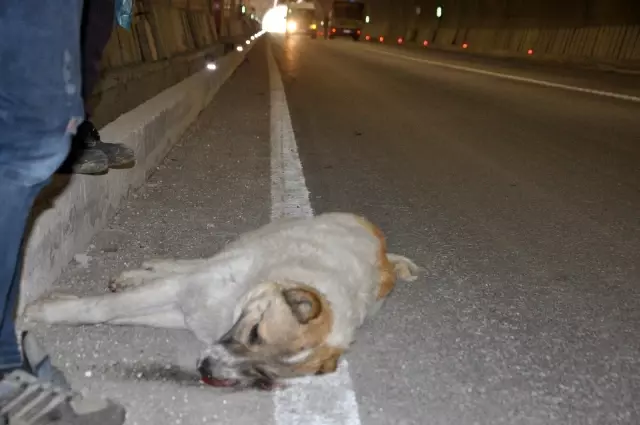 Yaralanan köpeğinin başından bir an olsun ayrılmadı