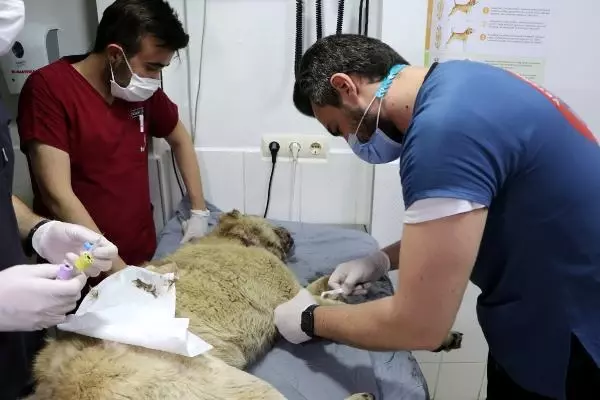 ADANA BOYNUNDAKİ İPLE KADERİNE TERK EDİLEN KÖPEK İÇİN SEFERBER OLDULAR ADANA BOYNUNDAKİ İPLE KADERİNE TERK EDİLEN KÖPEK İÇİN SEFERBER OLDULAR