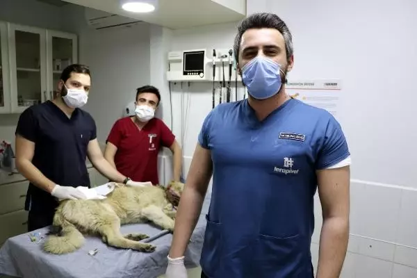 ADANA BOYNUNDAKİ İPLE KADERİNE TERK EDİLEN KÖPEK İÇİN SEFERBER OLDULAR ADANA BOYNUNDAKİ İPLE KADERİNE TERK EDİLEN KÖPEK İÇİN SEFERBER OLDULAR