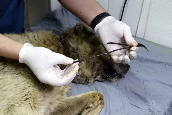 ADANA BOYNUNDAKİ İPLE KADERİNE TERK EDİLEN KÖPEK İÇİN SEFERBER OLDULAR ADANA BOYNUNDAKİ İPLE KADERİNE TERK EDİLEN KÖPEK İÇİN SEFERBER OLDULAR