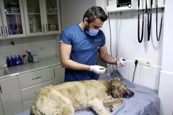 ADANA BOYNUNDAKİ İPLE KADERİNE TERK EDİLEN KÖPEK İÇİN SEFERBER OLDULAR ADANA BOYNUNDAKİ İPLE KADERİNE TERK EDİLEN KÖPEK İÇİN SEFERBER OLDULAR